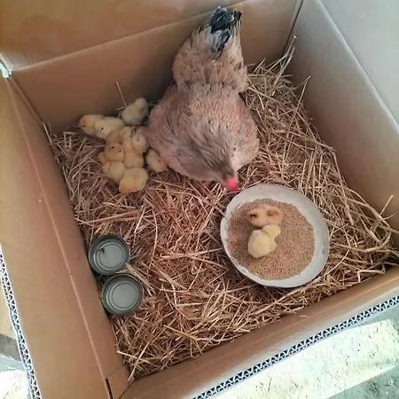 L'oca Nera Apartmán *