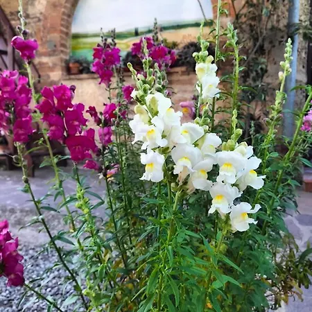 Apartmán L'oca Nera Chiusi