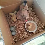 L'oca Nera Lägenhet *