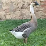 L'oca Nera