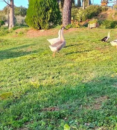 L'oca Nera * Chiusi