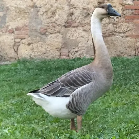 L'oca Nera