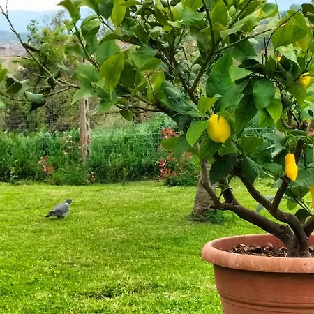 L'oca Nera