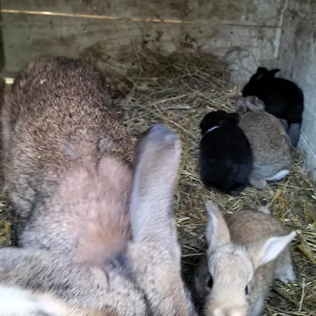 L'oca Nera Chiusi