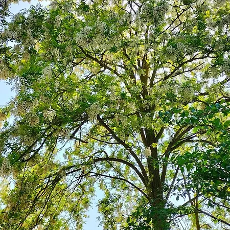 L'oca Nera Apartament *